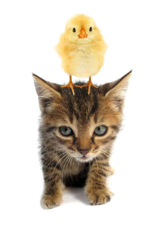 Cute chick is standing on top of head of lovely kitten kitty cat baby animals isolated on white backgroundの写真素材