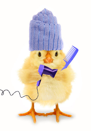 Cute chick is drying hair chicken with towel and holding electric dryer and comb funny conceptual photoの写真素材