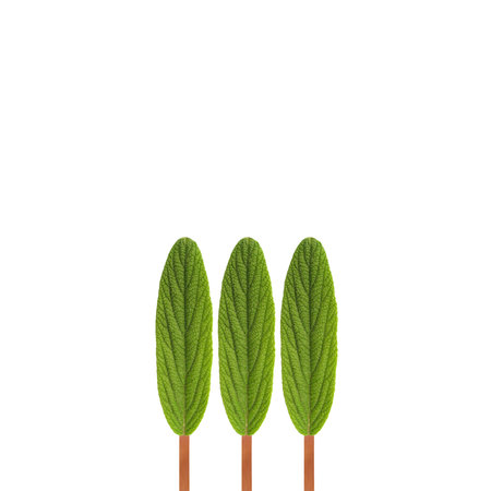 Three trees abstract simple picture made of three leaf graphic concept. Nature minimalism background. Modern design on white backdropの写真素材