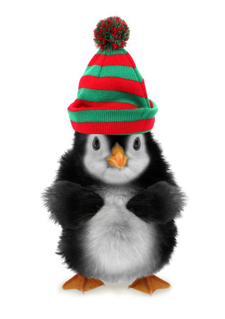 Cute little penguin baby with winter cap isolated on white background. Funny animalの写真素材