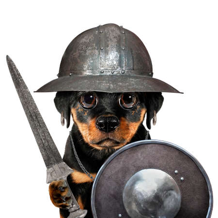 Cute cool dog puppy knight medieval warrior with sword funny conceptual image. Pet animal conceptの写真素材