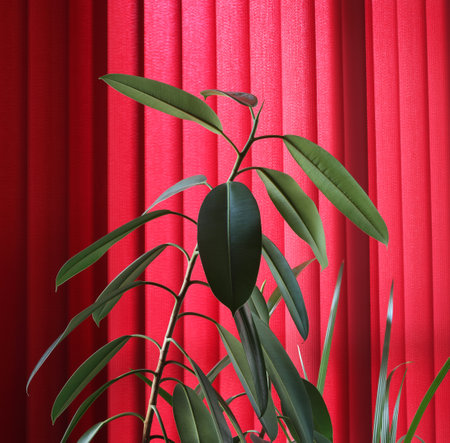 Indoor plant agains red curtains. Interior contrast concept. Ficus elastica leavesの写真素材