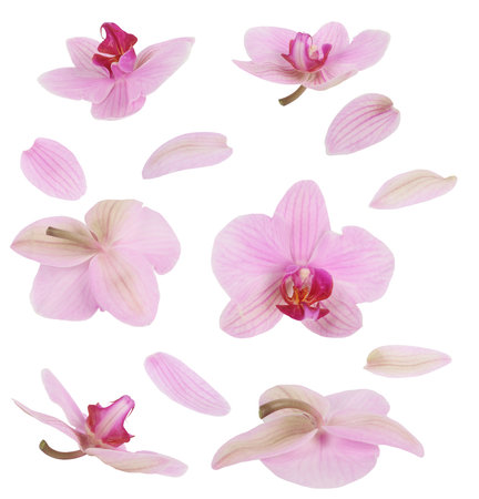 Pink orchid flowers with petals. Blossom art floral conceptの写真素材