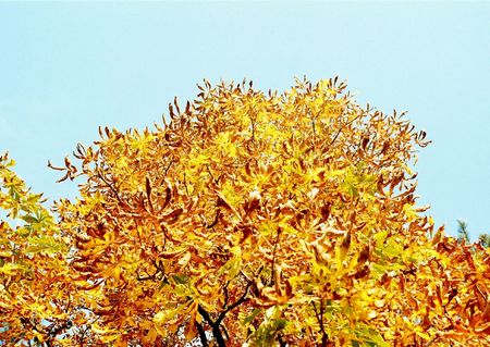 Autmn leafsの写真素材