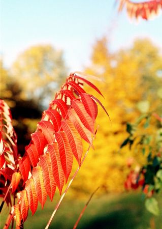 Autmn leafsの写真素材