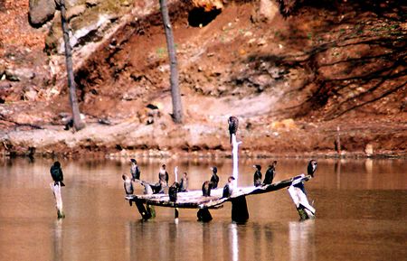 Birdsの写真素材