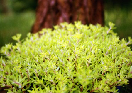 Yellow grassの写真素材