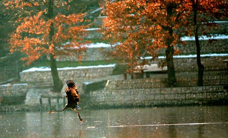 Heronの写真素材