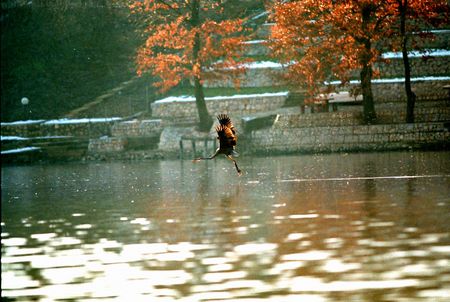 Heronの写真素材