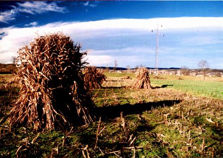 Korn fieldの写真素材