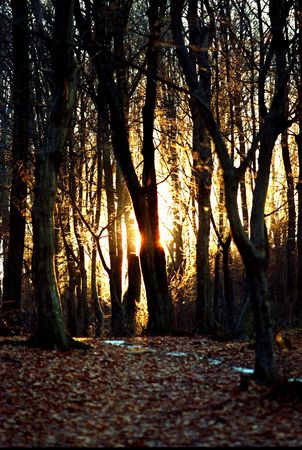 Sunset in woodsの写真素材