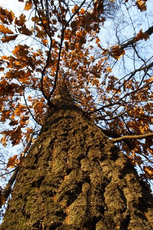 A view up an autumn treeの写真素材