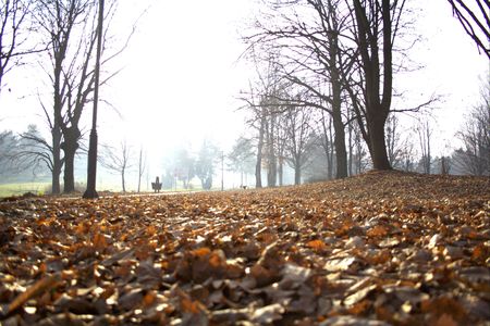 Autumn leaves in the parkの写真素材