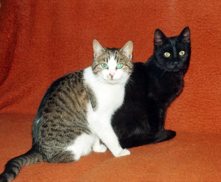 Two cats on a bedの写真素材