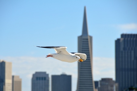 Seagull in flight with San Francisco cityscape in the backgroundの写真素材