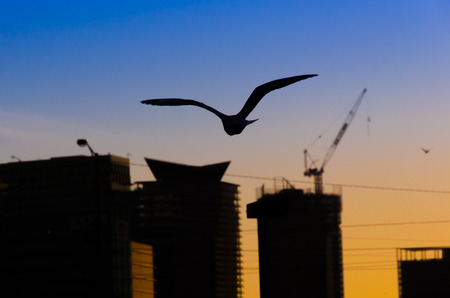 Soaring Bird Against Sunsetの写真素材