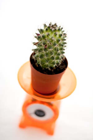 prickly cactus on the scales and a white backgroundの写真素材