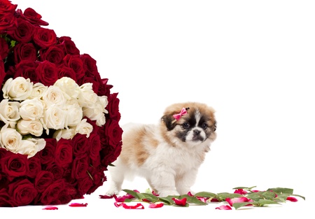 Pekingese with rosesの写真素材