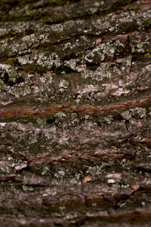 texture of woodの写真素材