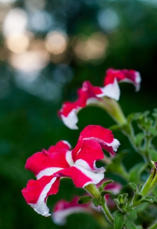red petunia flowers on blurred backgroundの写真素材