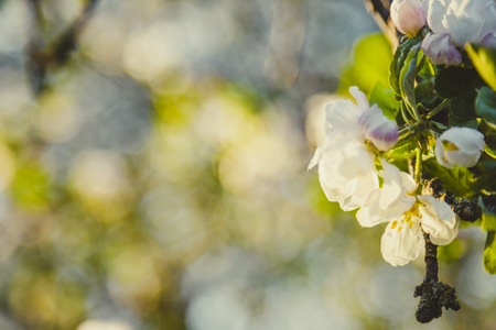 apple flowers on blurred backgroundの写真素材