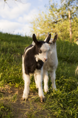 young kid on a background of green grassの写真素材
