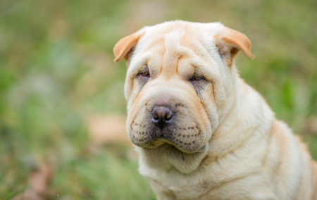 Shar Pei puppy in the open airの写真素材