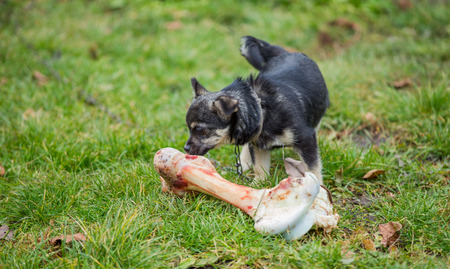dog and bone on the green lawn