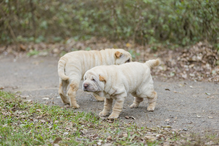 Two Shar Pei puppies in natureの写真素材