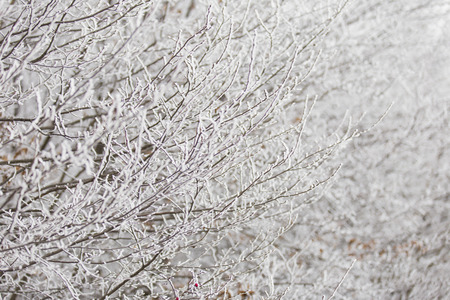 branch with hoarfrost as background