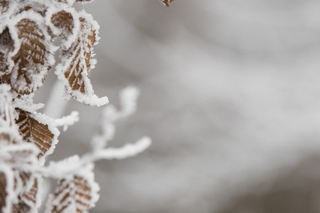 Frost on leaves close up as a background