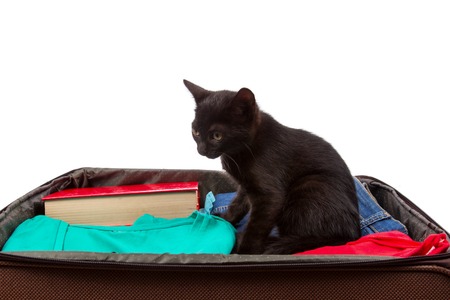 suitcase with things sticking out and a black catの写真素材