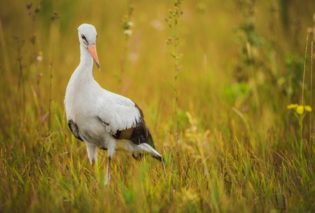 small-stork walking on green grassの写真素材