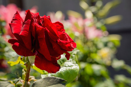 red rose flower close upの写真素材