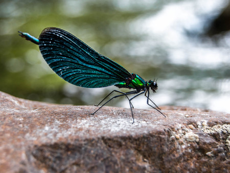 Dragonflyの写真素材