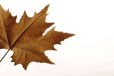 Dry leafの写真素材