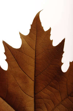 Dry leafの写真素材