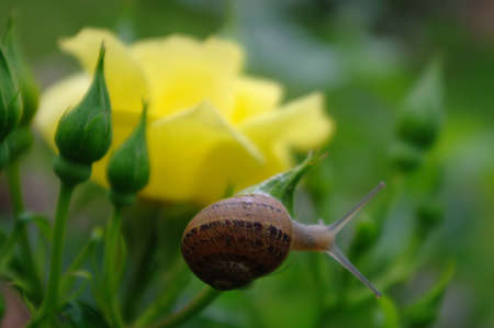 snail on a plant of yellow rosesの写真素材