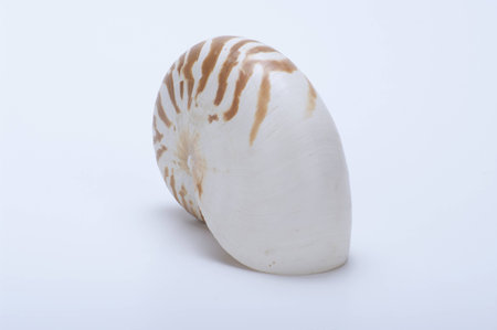 Tiger nautilus shell on a white backgroundの写真素材