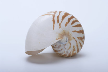 Tiger nautilus shell on a white backgroundの写真素材