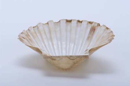 jacobaeus scallop shell on a white background