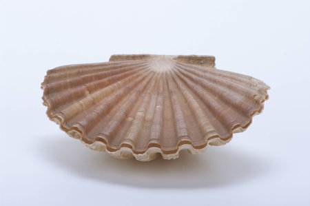 jacobaeus scallop shell on a white background