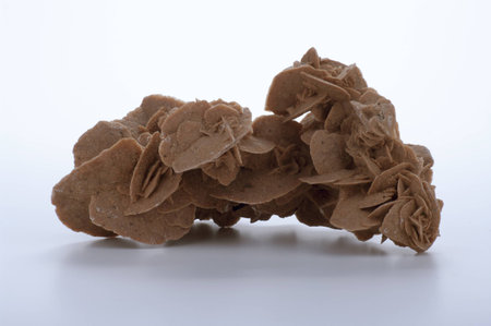 Desert rose on a white backgroundの写真素材