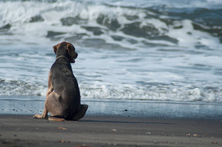 dog by the sea dogの写真素材