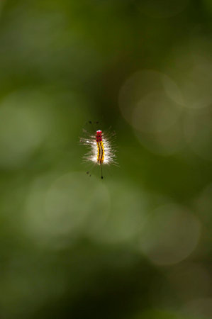 hairy caterpillar hanging in the air