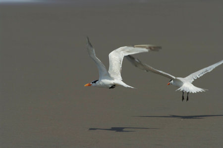 Royal Tern on the beach