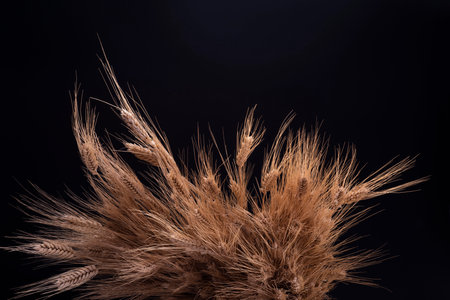 bundles of wheat on black backgroundの写真素材