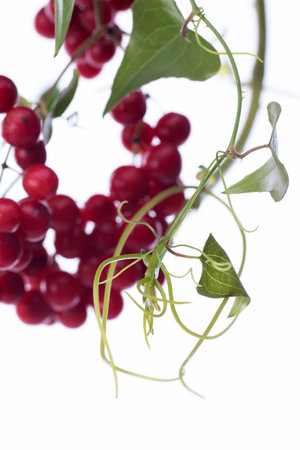 sarsaparilla plant with red fruits on a white backgroundの写真素材