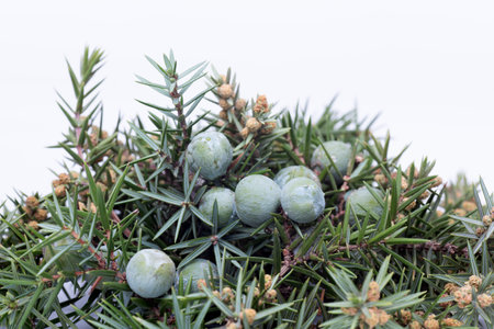 Close-up on needles and berries on juniper branches on a white backgroundの写真素材
