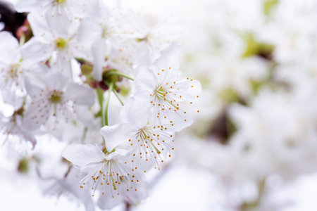 Cherry blossoms isolated on white backgroundの写真素材